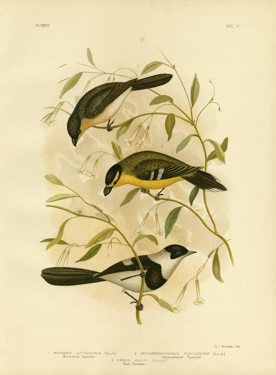 広範な請求ヒタキ、1891年 作： Gracius Broinowski