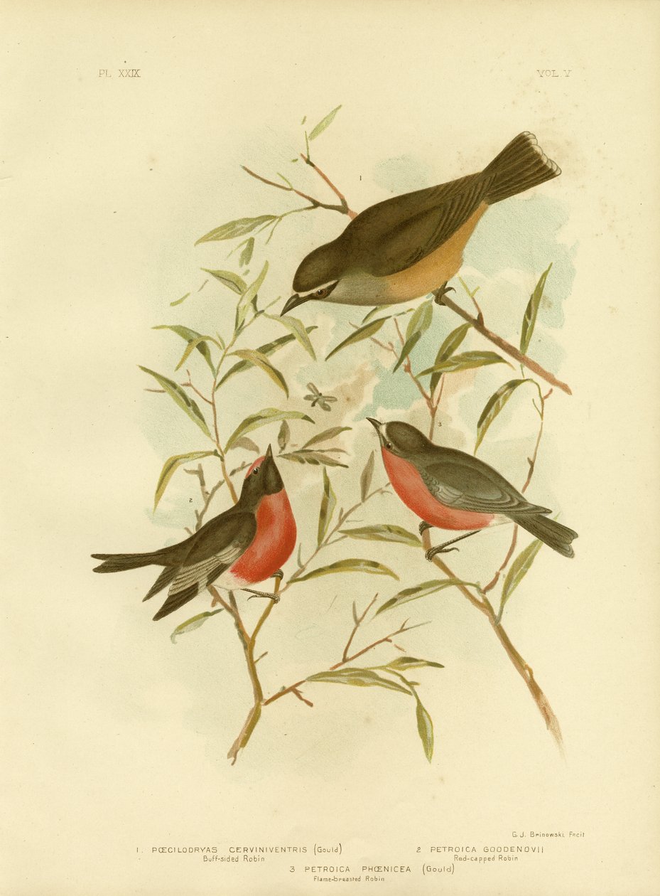 バフサイドロビン、1891年 作： Gracius Broinowski