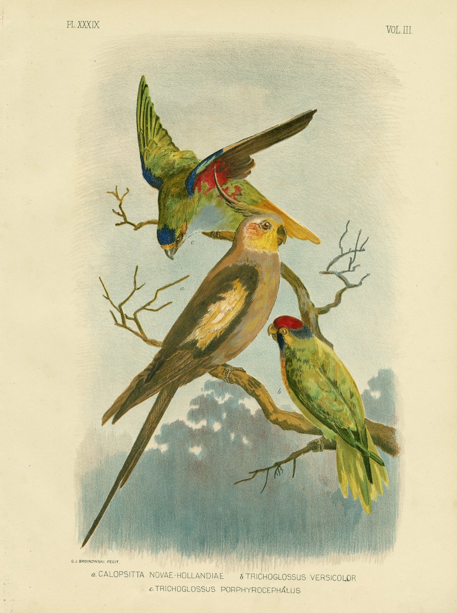 オウムインコまたはオカメインコ、1891年 作： Gracius Broinowski