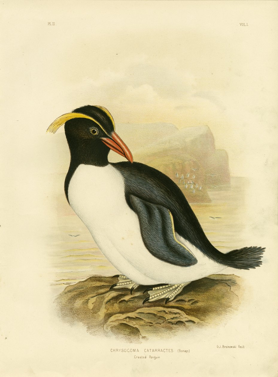 クレステッドペンギン、1891 作： Gracius Broinowski