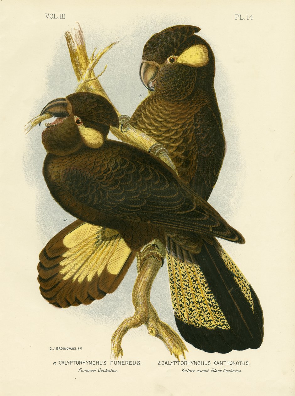 Funereal Cockatoo、1891年 作： Gracius Broinowski