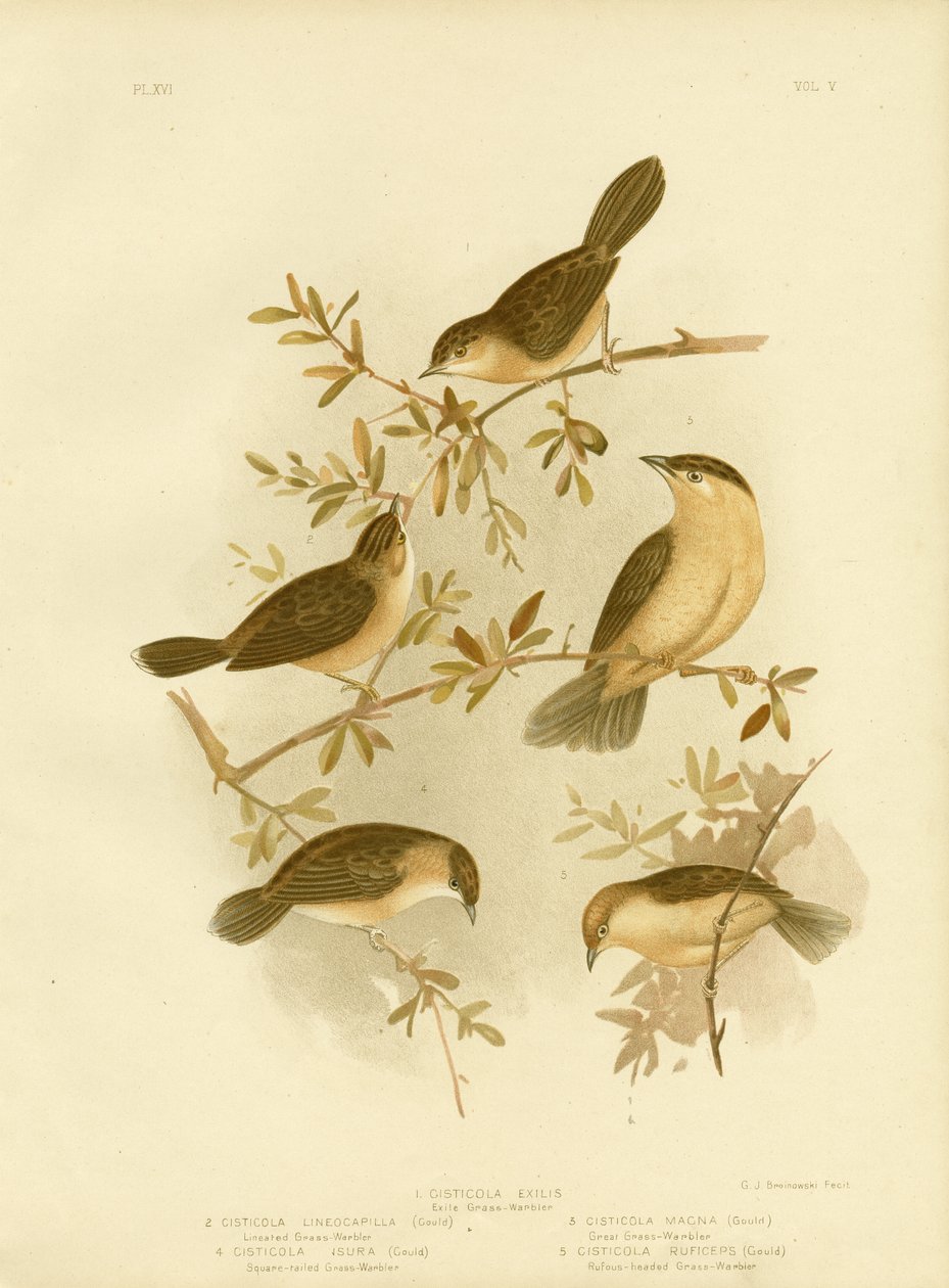 金色の頭のCisticolaまたは金をかぶったCisticola、1891 作： Gracius Broinowski