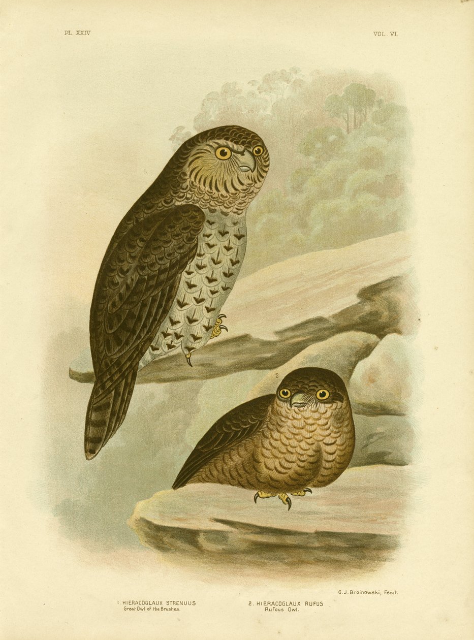 筆の大フクロウまたは強力なフクロウ、1891 作： Gracius Broinowski