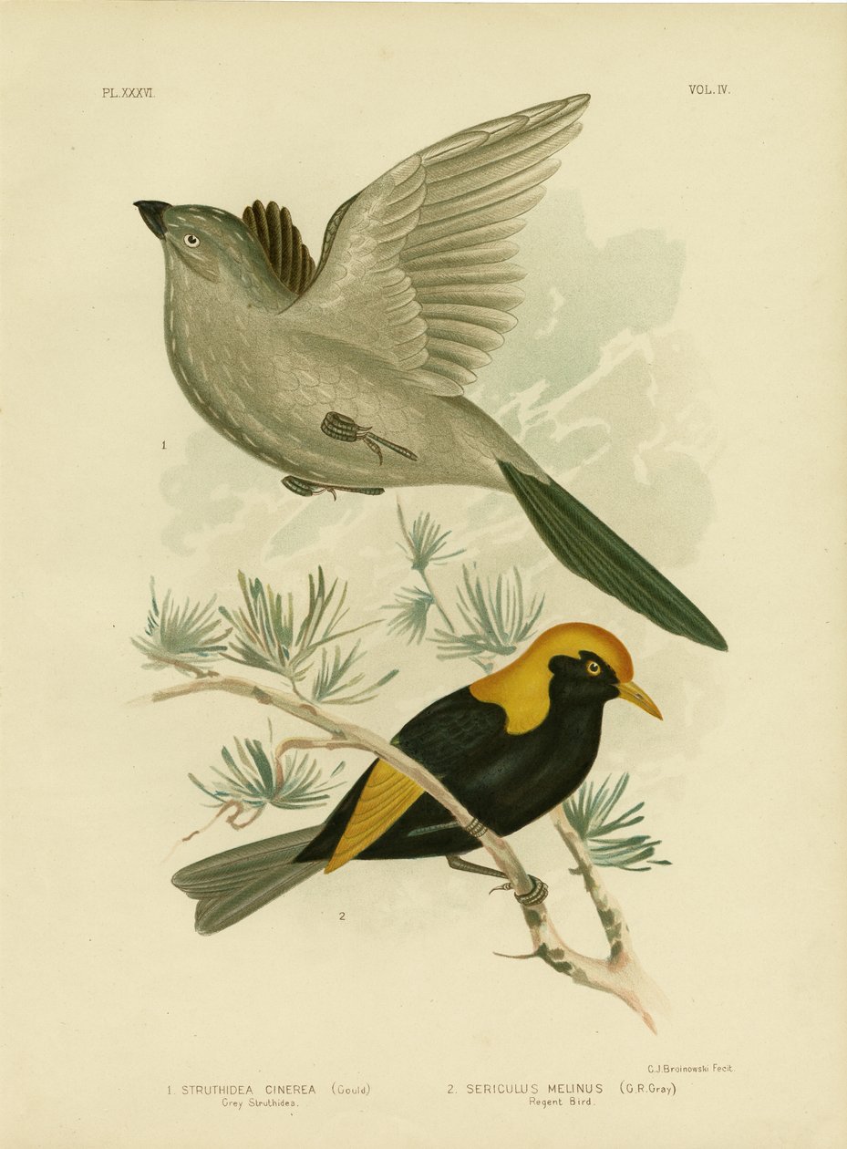 灰色のStruthideaまたはApostlebird、1891 作： Gracius Broinowski