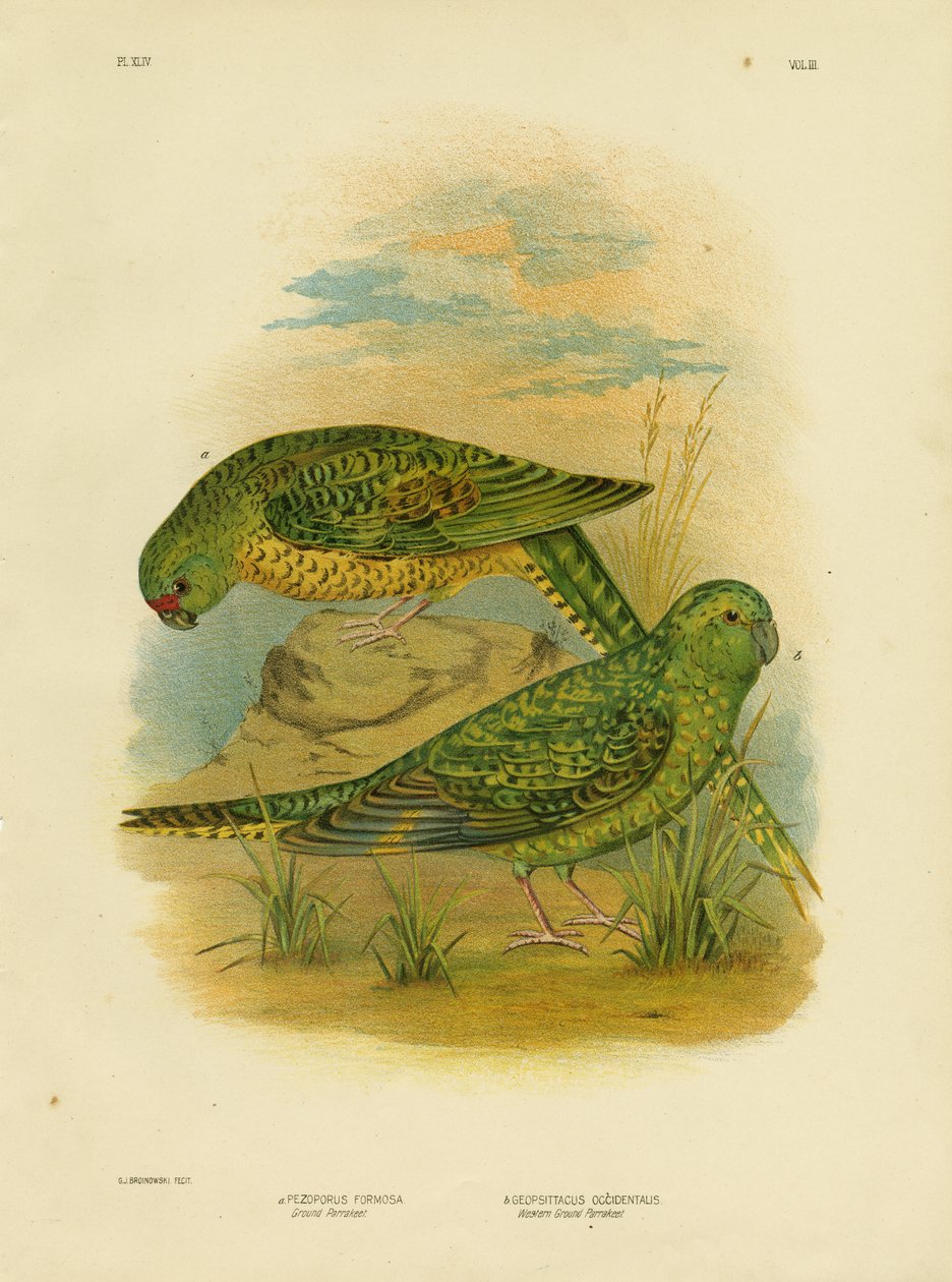 地上インコ、1891年 作： Gracius Broinowski