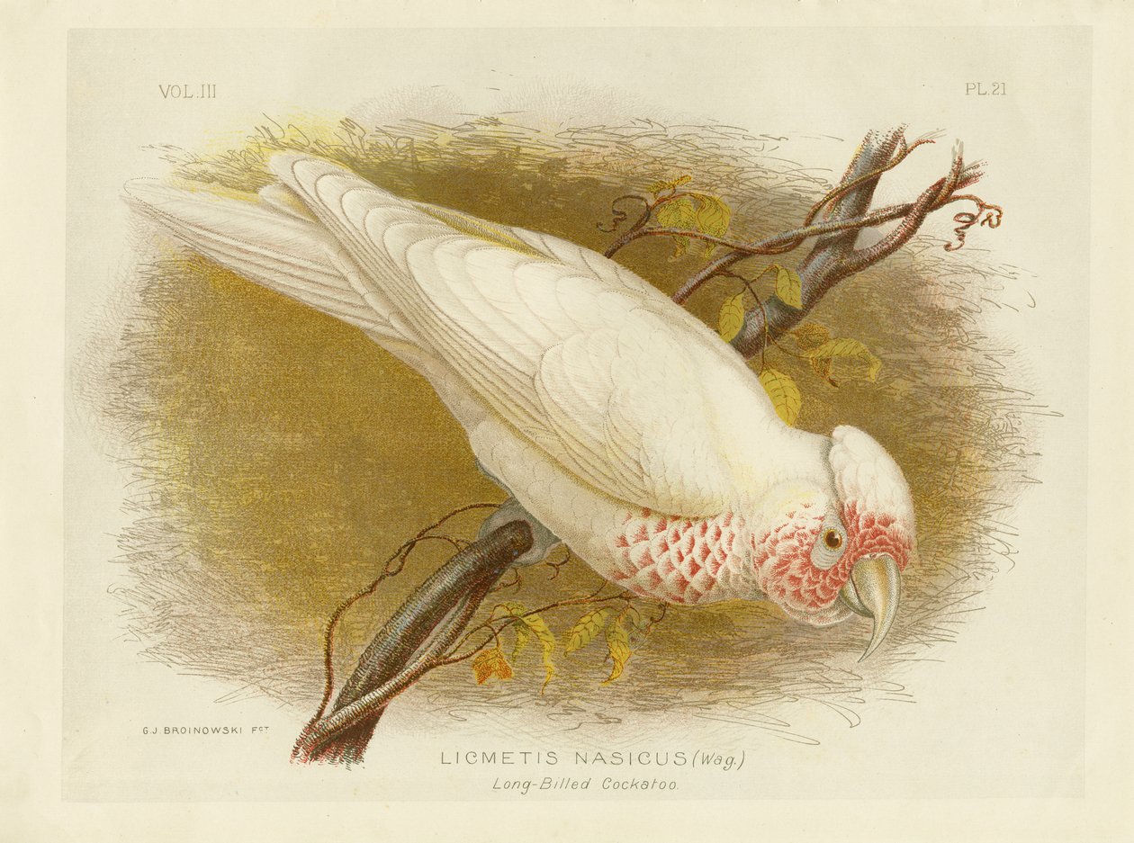 長期請求コカトゥー、1891年 作： Gracius Broinowski