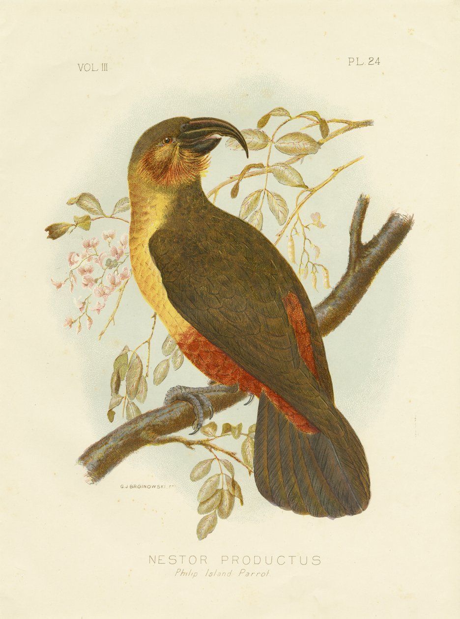 ノーフォークカカ、1891年 作： Gracius Broinowski