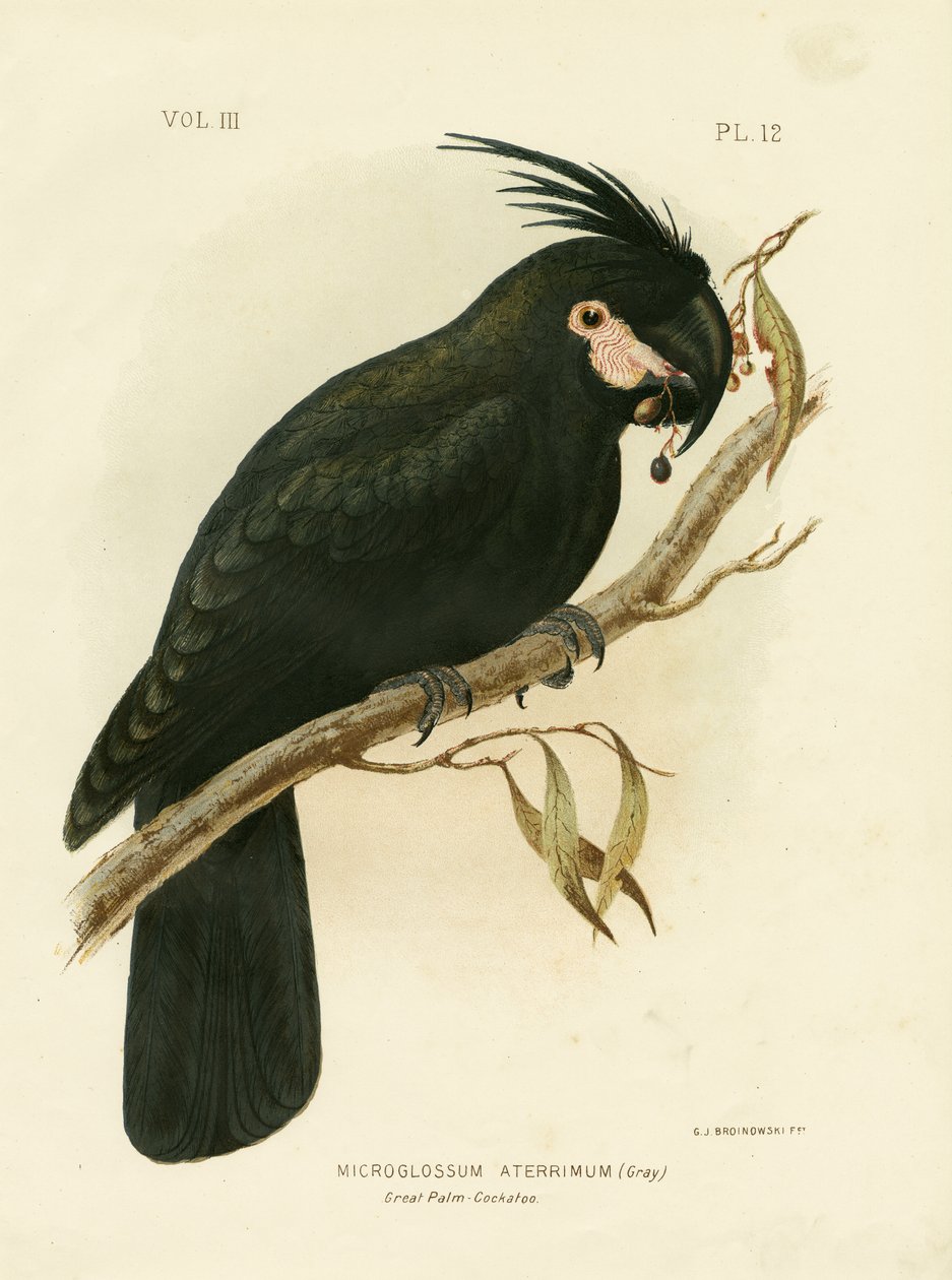 パームコカトゥー、1891 作： Gracius Broinowski