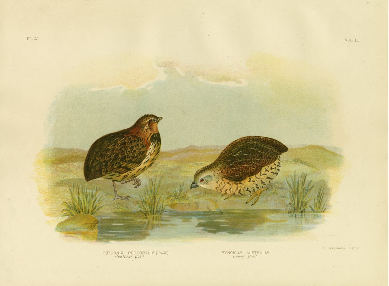 胸部ウズラ、1891年 作： Gracius Broinowski