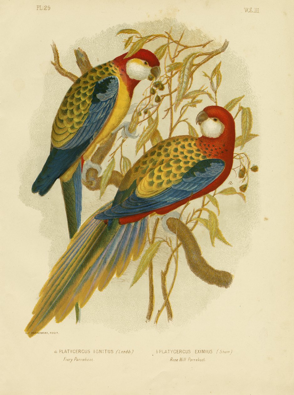 ロゼラインコまたは東部ロゼラ、1891年 作： Gracius Broinowski