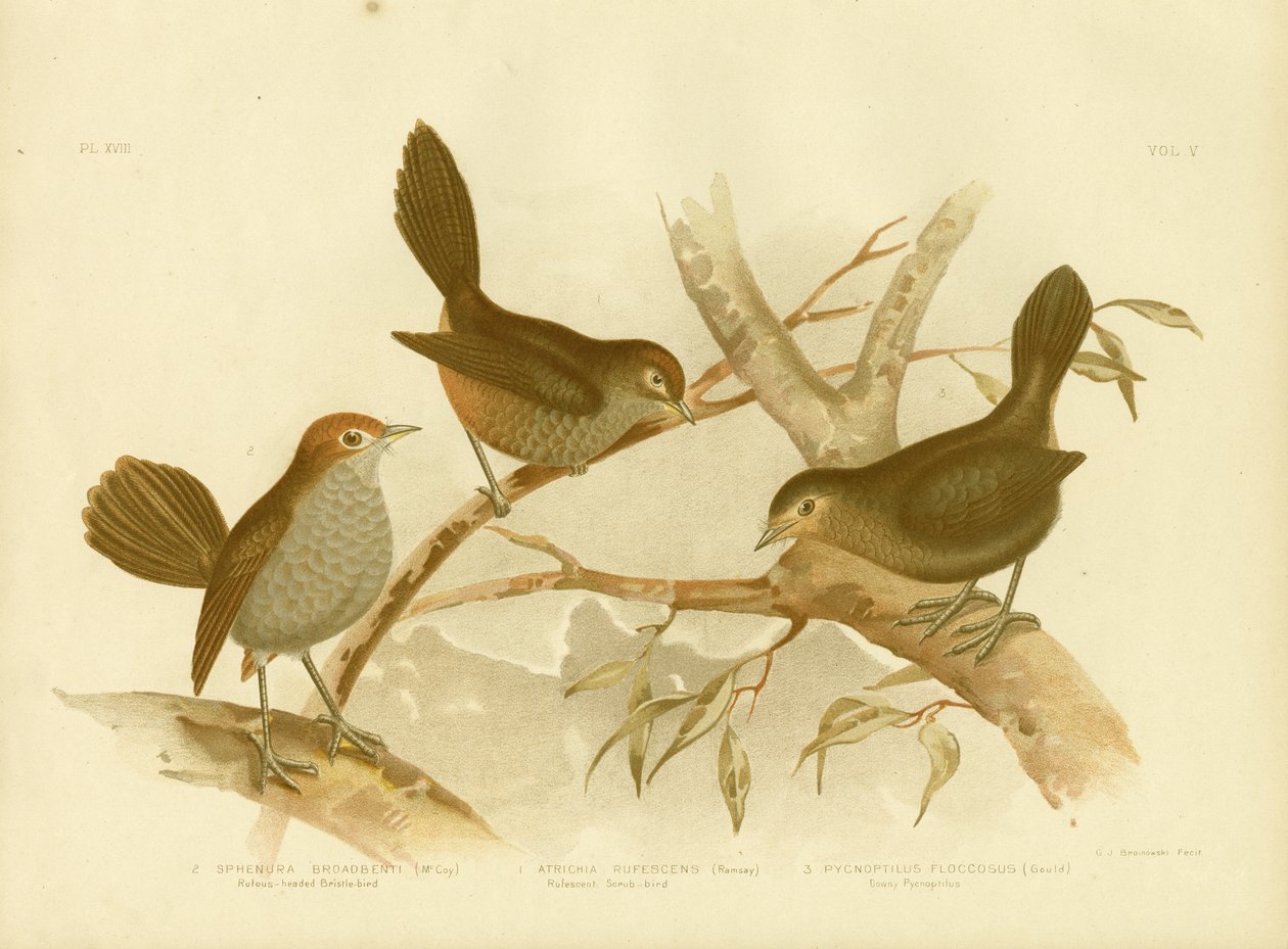 Rufescent Scrub-Bird、1891 作： Gracius Broinowski