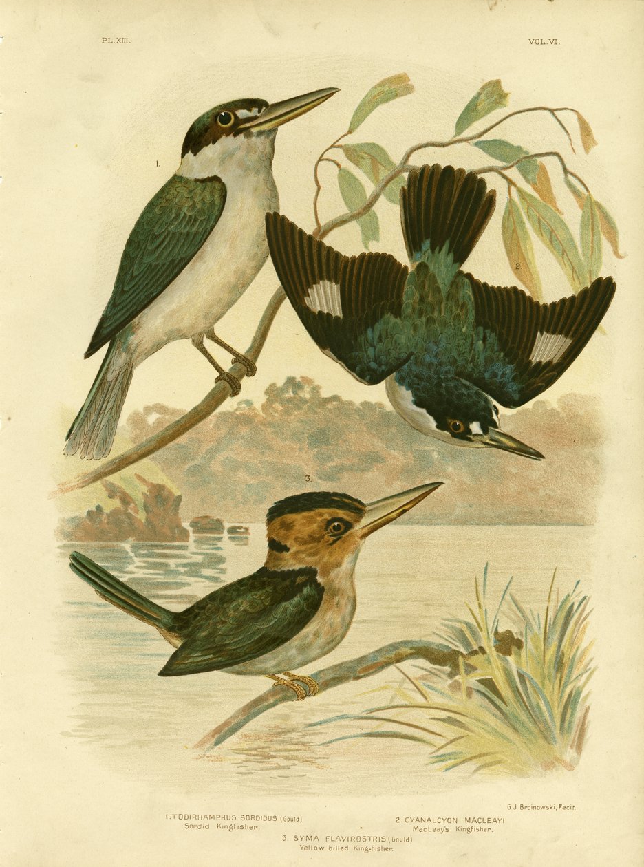 イワシカワセミ、1891 作： Gracius Broinowski