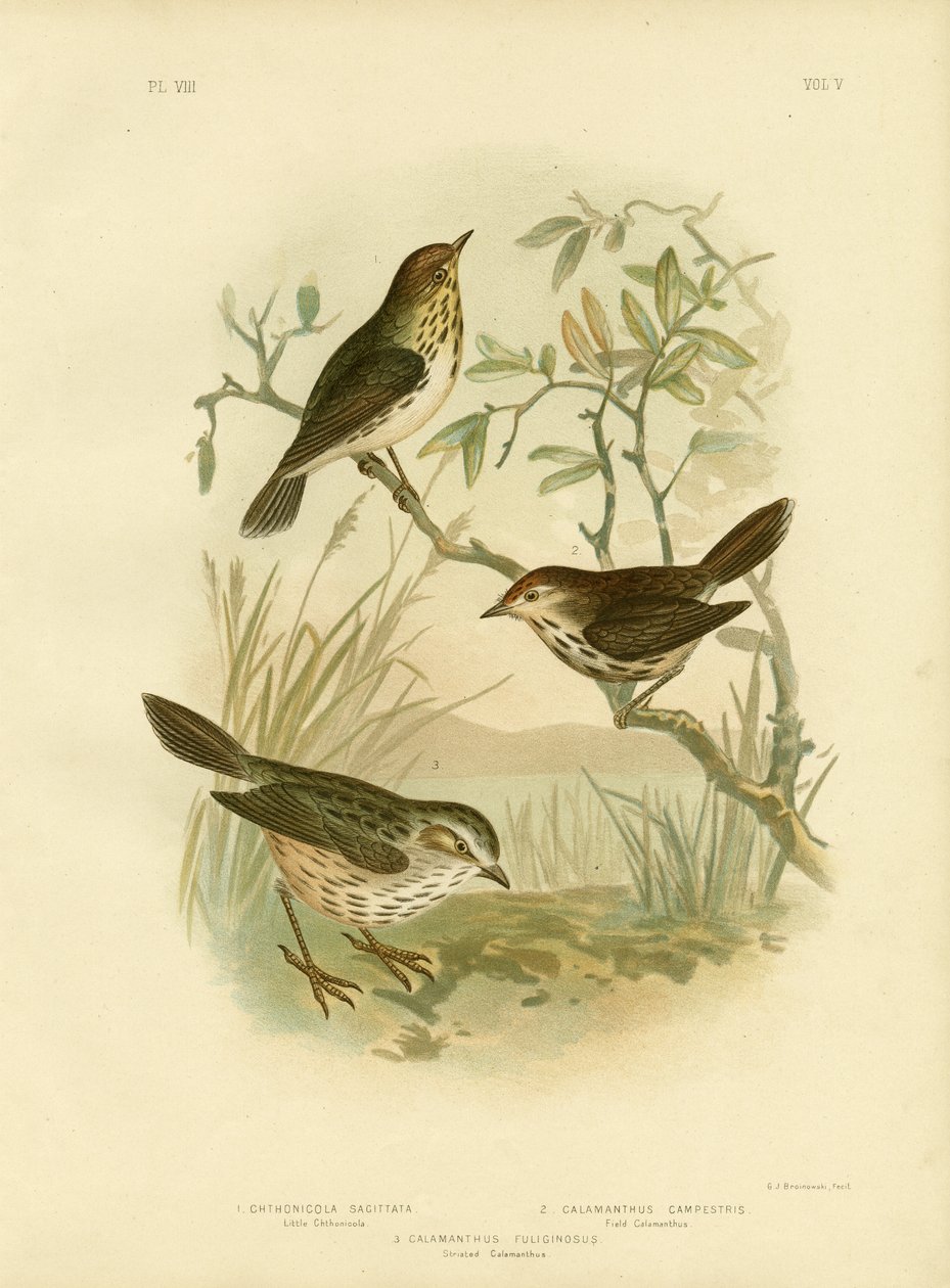 斑点ワーブラー、1891 作： Gracius Broinowski
