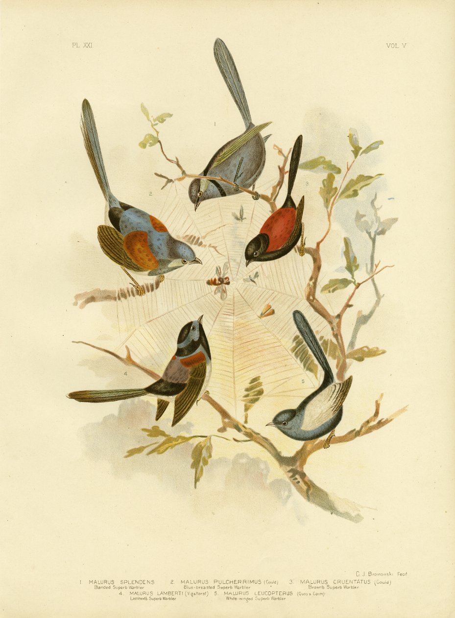 華麗な妖精、1891 作： Gracius Broinowski