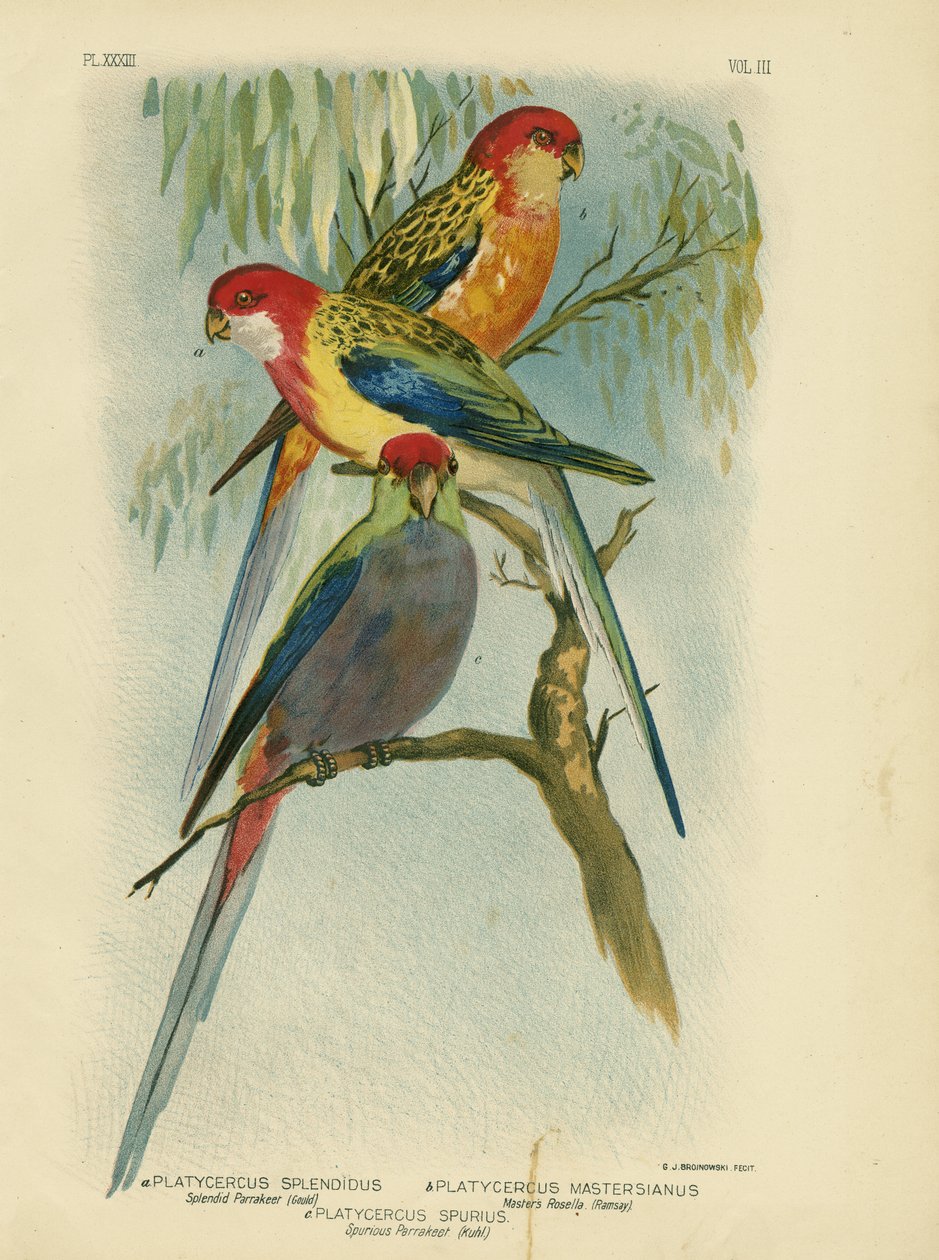素晴らしいインコ、1891 作： Gracius Broinowski