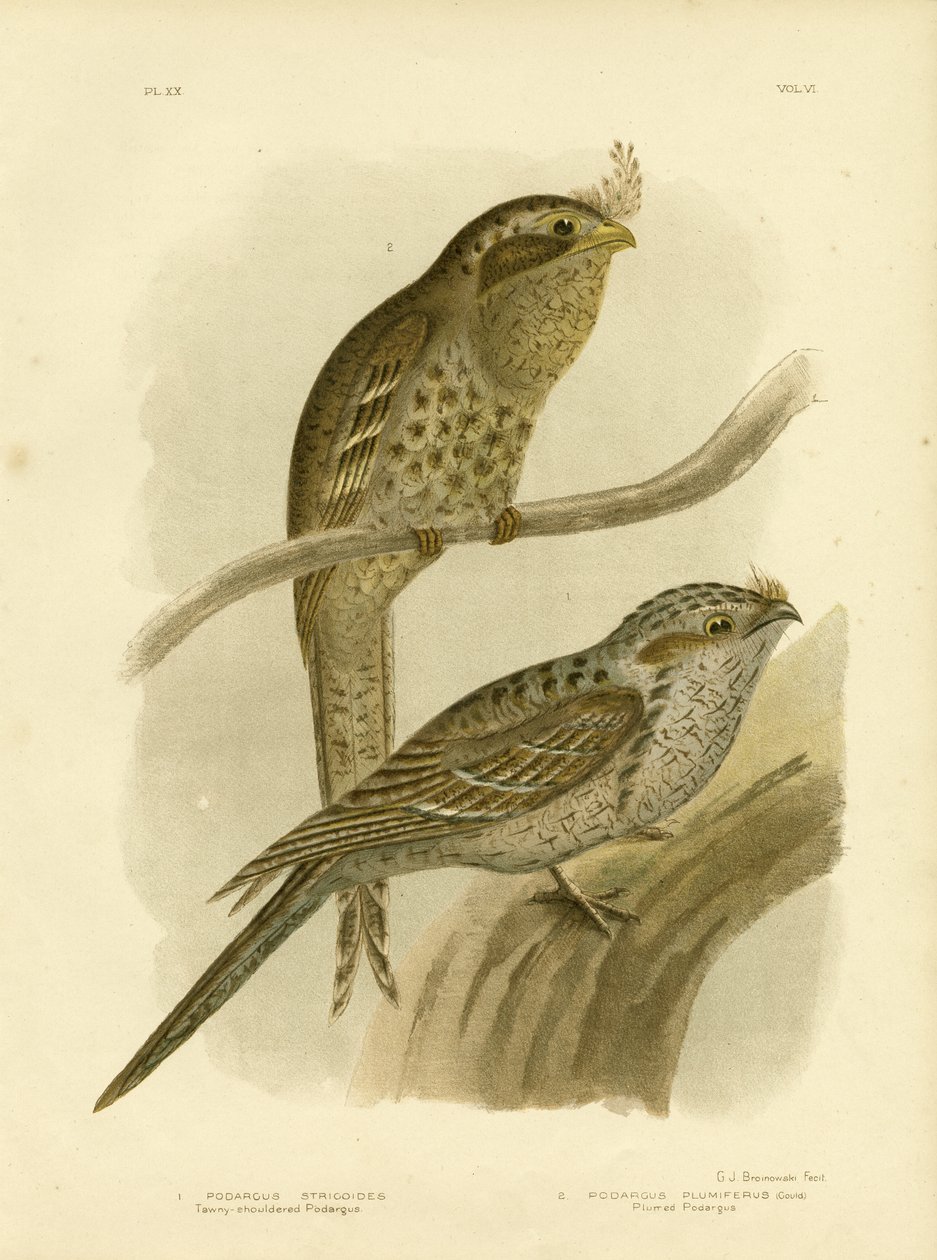 Tawny-Shouldered PodargusまたはTawny Frogmouth、1891年 作： Gracius Broinowski