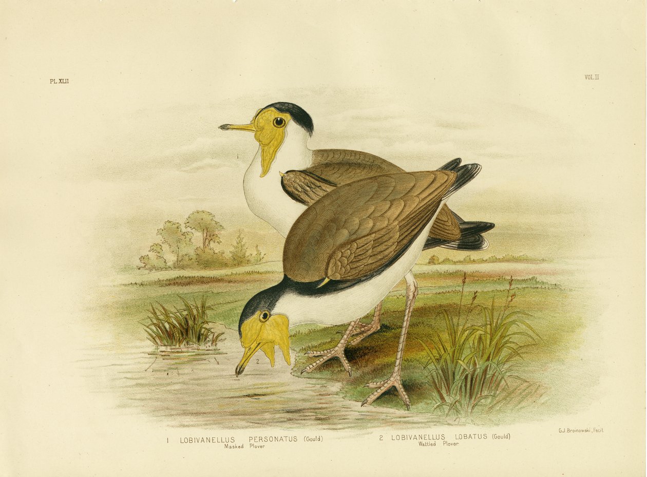 斑入りチドリ、1891年 作： Gracius Broinowski
