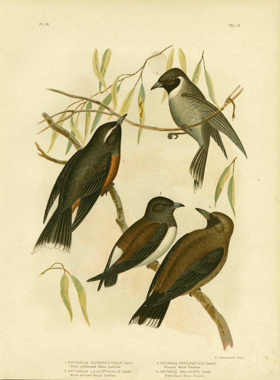 白眉のツバメ、1891年 作： Gracius Broinowski