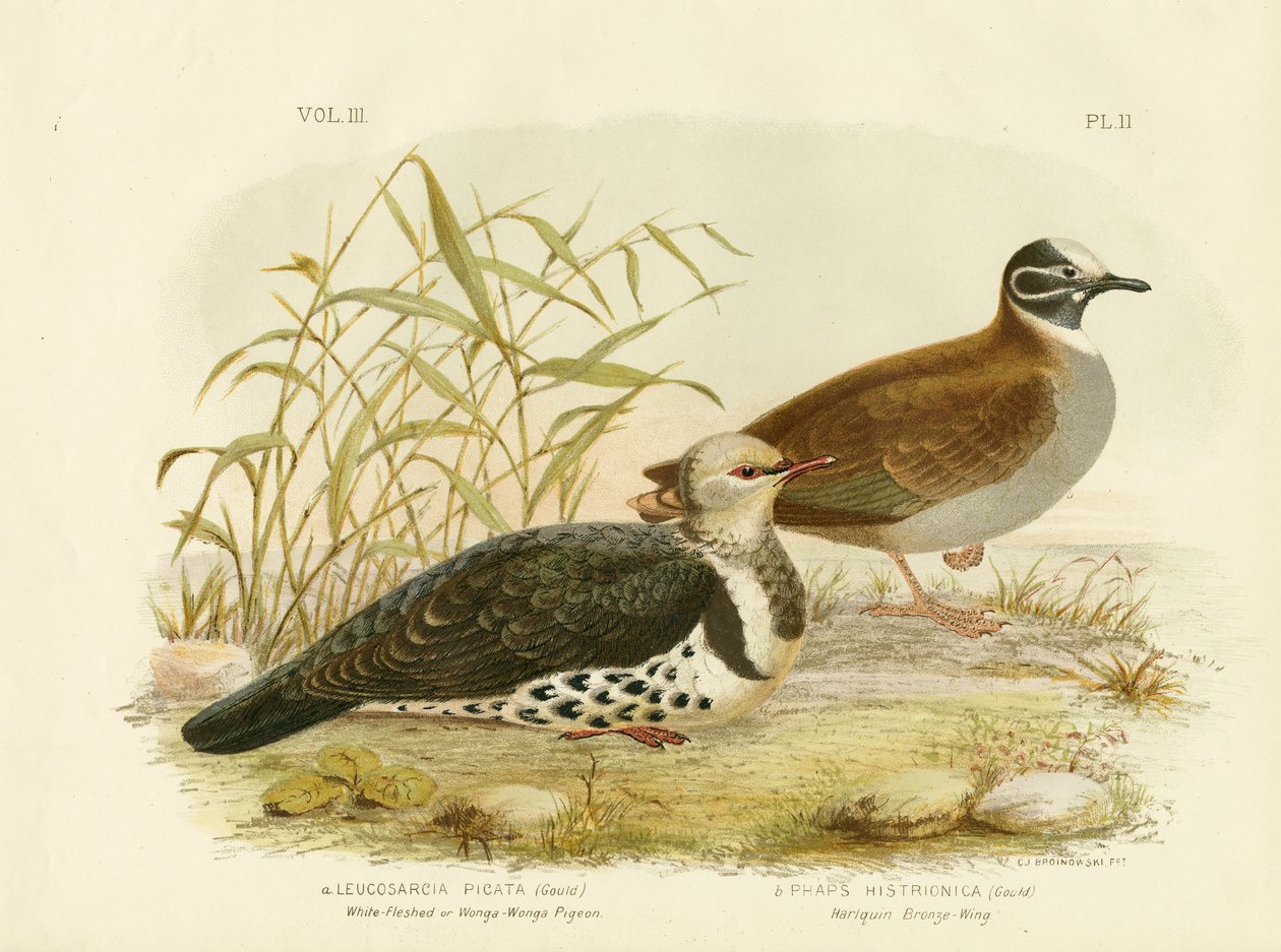白肉の鳩またはウォンガ鳩、1891 作： Gracius Broinowski