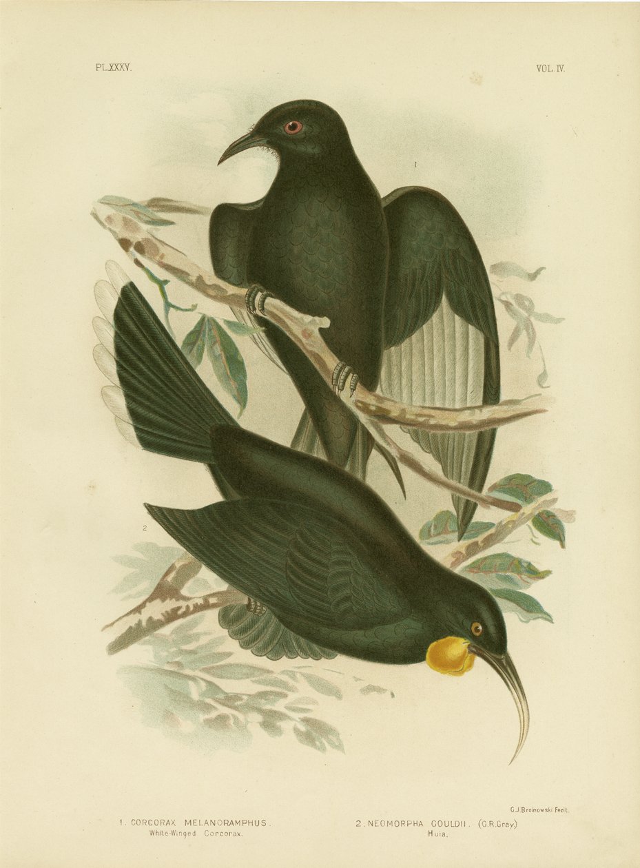 白い翼のCorcorax、1891年 作： Gracius Broinowski