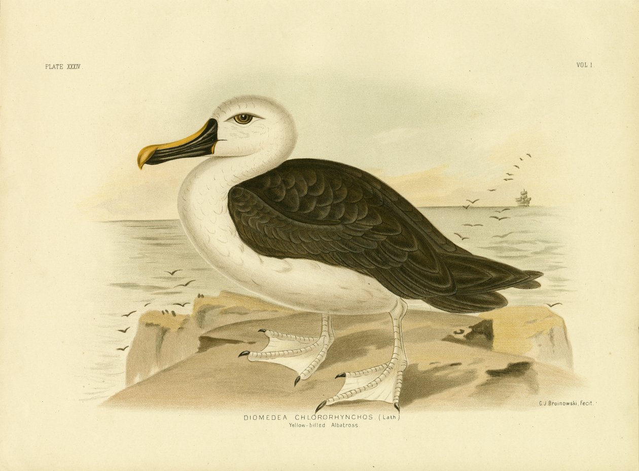 黄色い鼻のアルバトロス、1891年 作： Gracius Broinowski