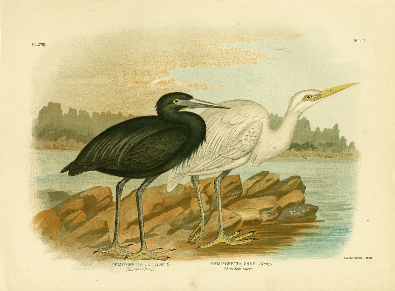 ブルーリーフヘロン、1891年 作： Gracius Broinowski