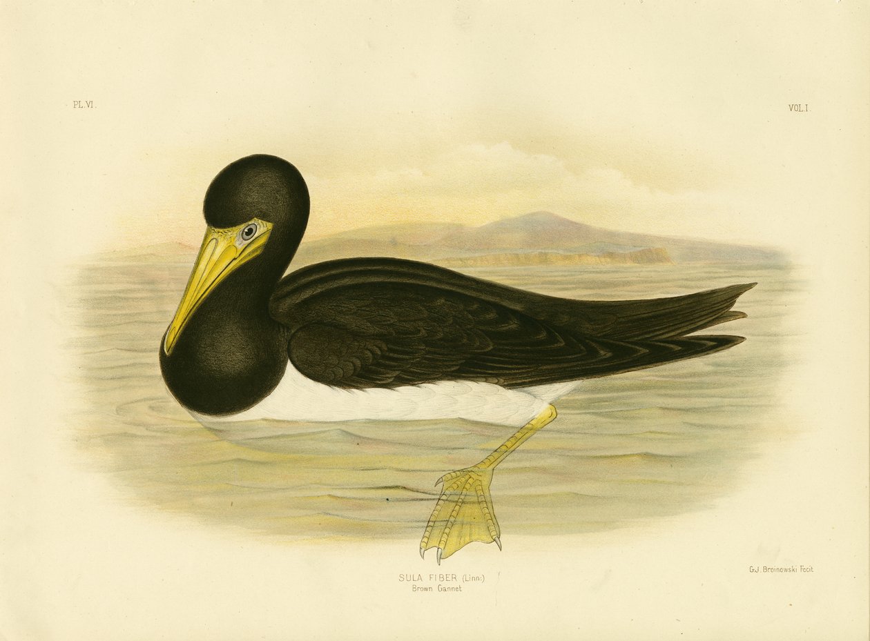 ブラウンギャネット、1891年 作： Gracius Broinowski