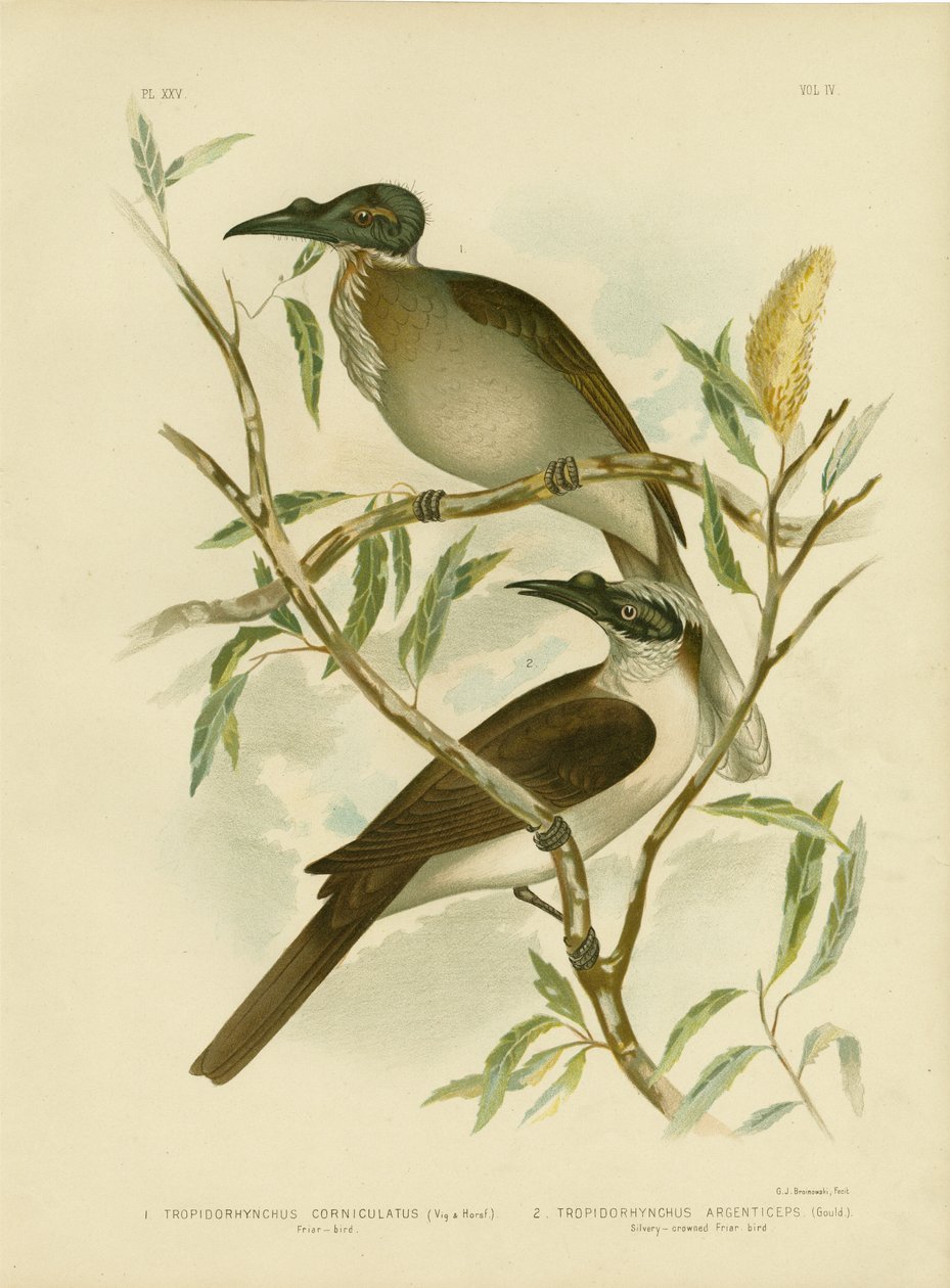 騒々しいFriarbird、1891年 作： Gracius Broinowski
