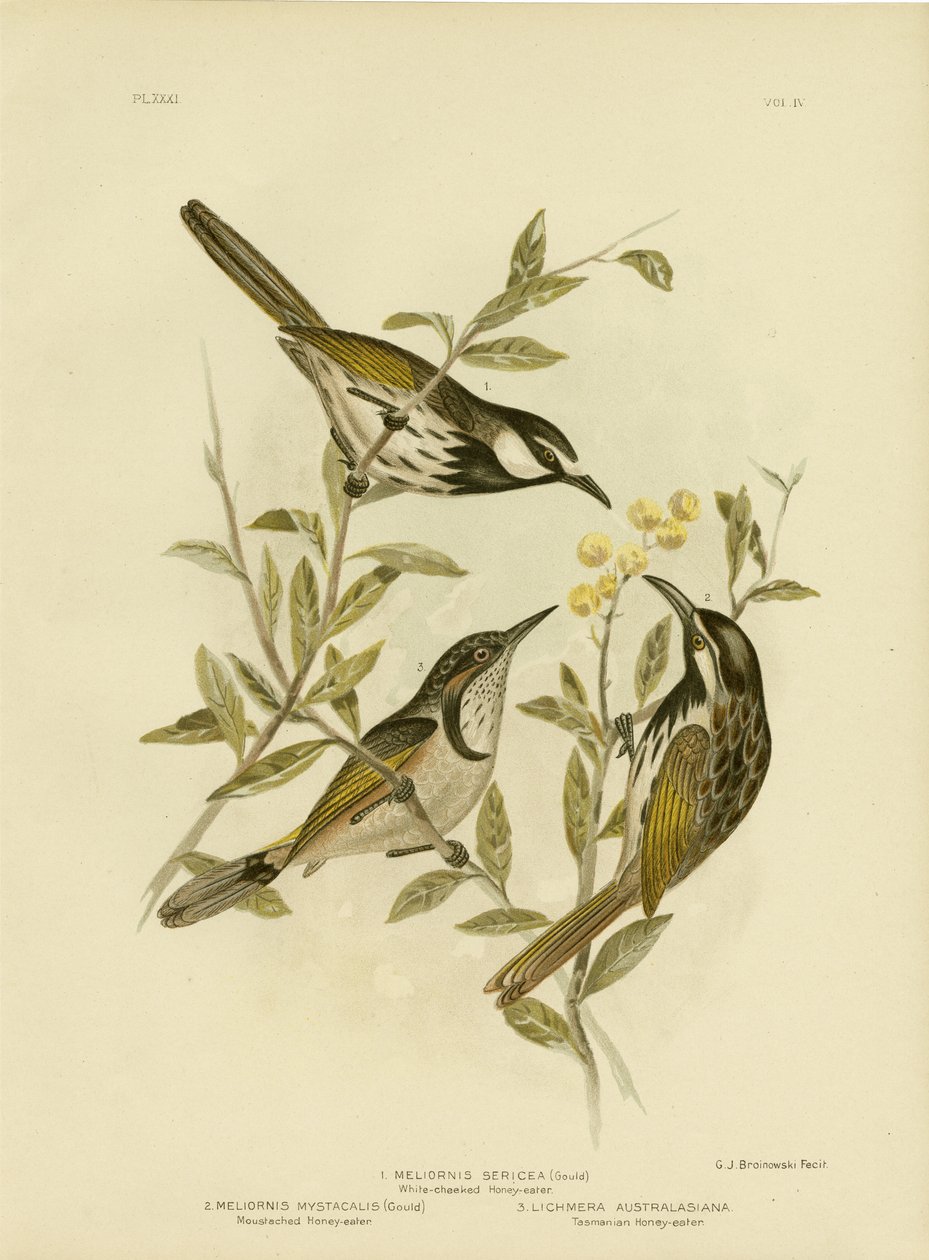 白ほお蜜蜂蜜、1891 作： Gracius Broinowski