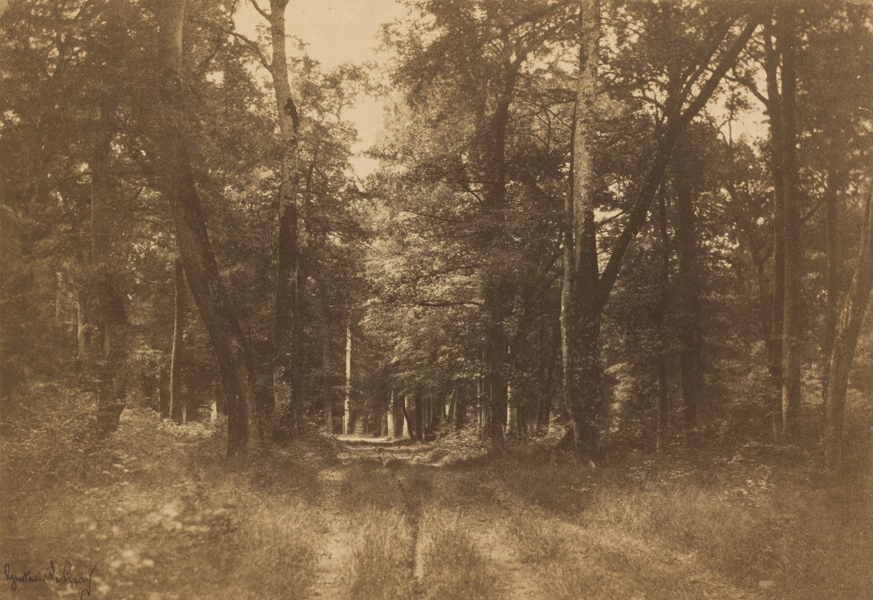 バス＝ブロー、フォンテーヌブローの森、1849-1852年（写真） 作： ギュスターヴ・ルグレイ