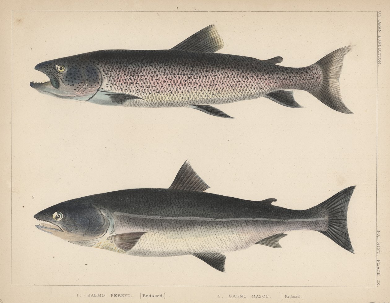 1. Salmo Perryi（縮小）、2。Salmo Masou（縮小）、1855 作： H.パターソン