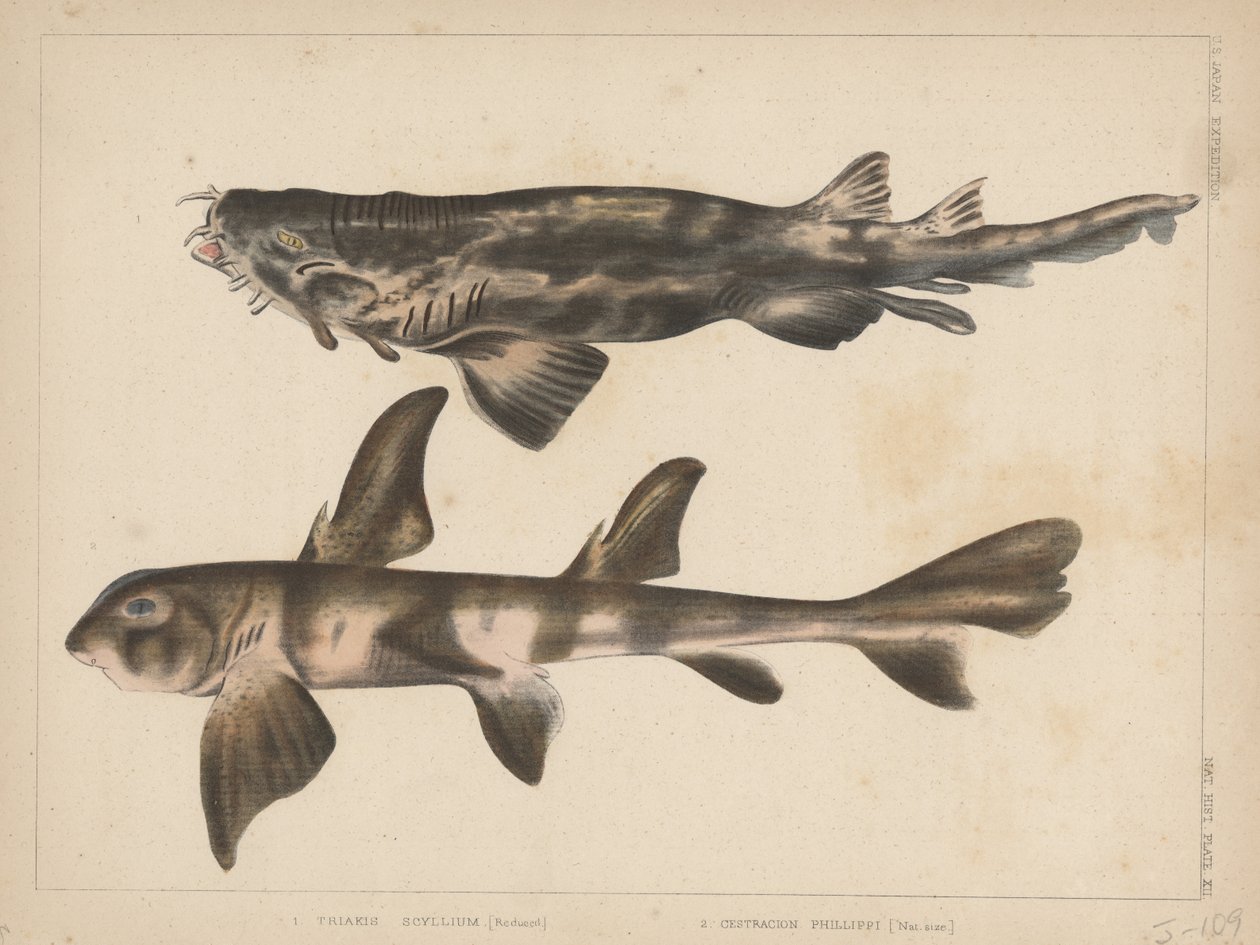 1. Triakis Scyllium、2。Cestracion Phillippi、1855 作： H.パターソン