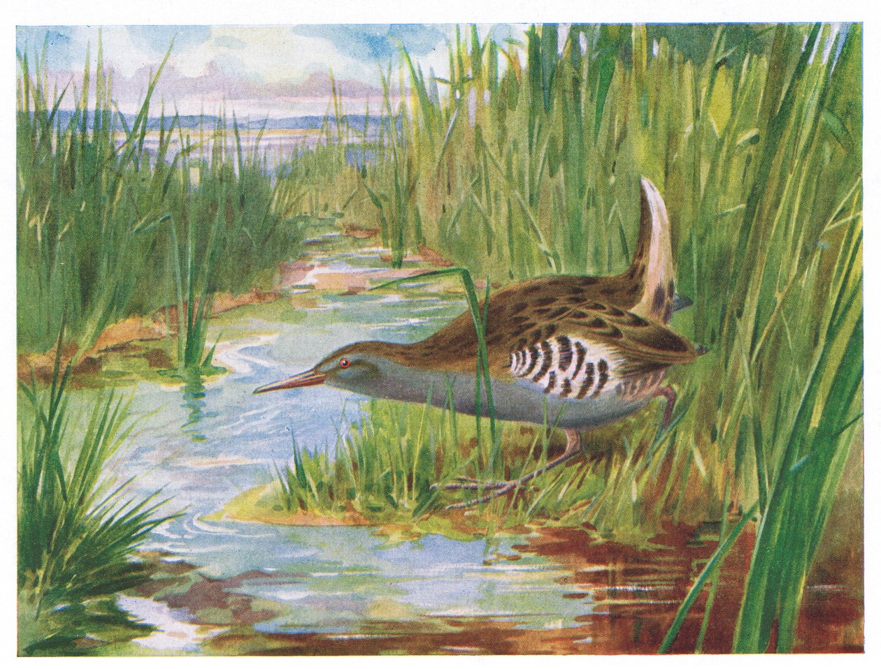 ウォーターレール、イギリスの鳥のイラスト、カークマン＆ジョルダン、1966 作： H.ワーマルド