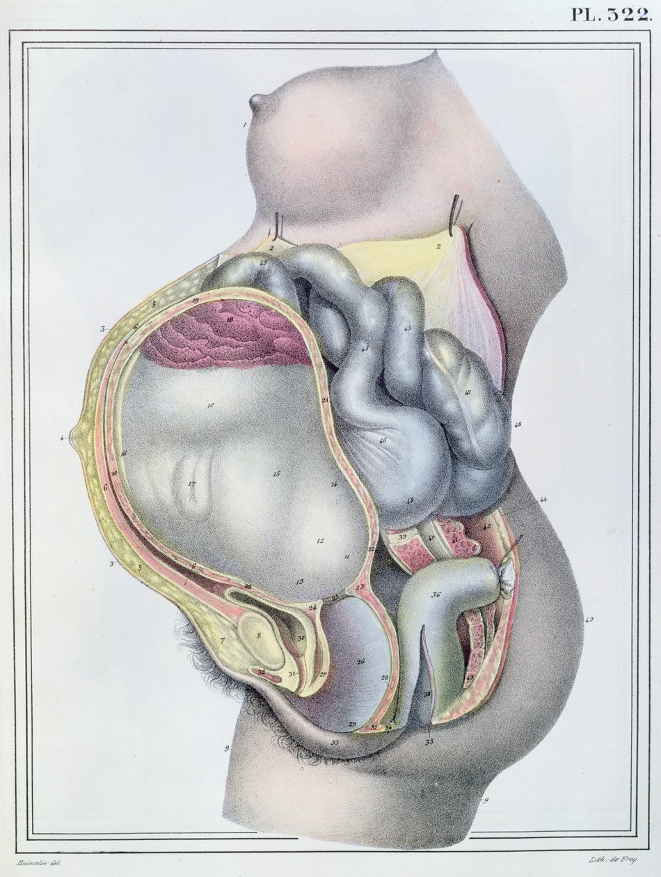 1825年にG.ドフレイによって彫刻されたジュールクロケ作「Manuel d&39;Anatomie descriptive du Corps Humain」からの妊婦の解剖学 作： ハインスリン