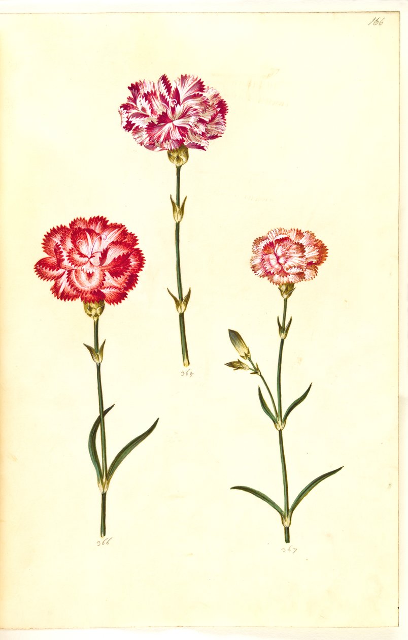 Dianthus caryophyllus (ガーデンカーネーション) 作： ハンス・サイモン・ホルツベッカー