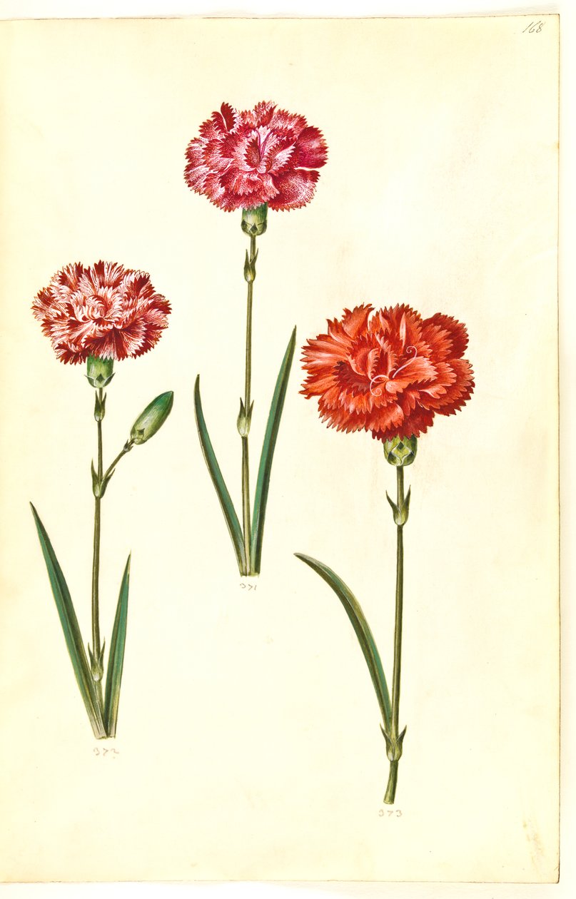 Dianthus caryophyllus (ガーデンカーネーション) 作： ハンス・サイモン・ホルツベッカー