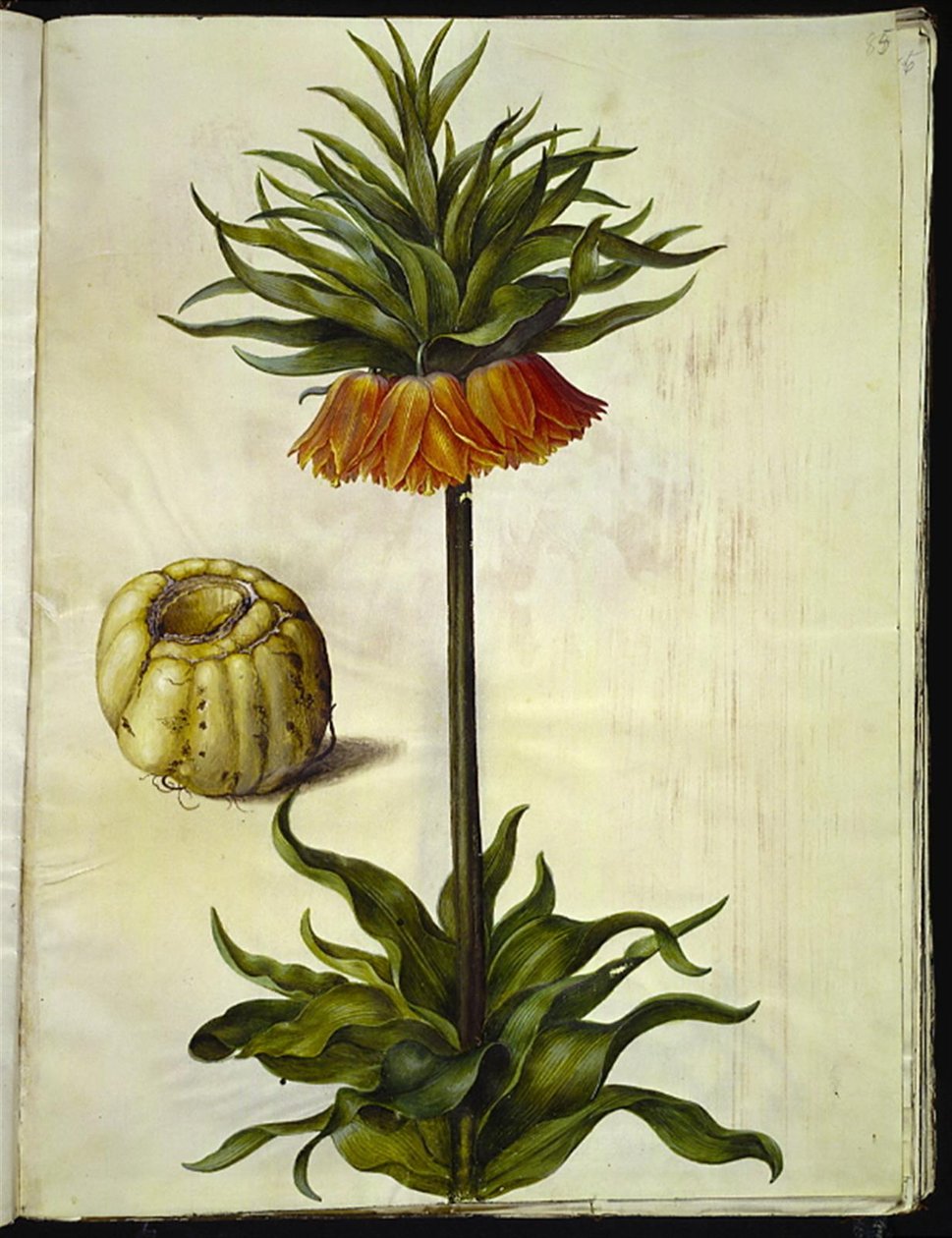 Fritillaria imperialis (クラウンエンペラー) 作： ハンス・サイモン・ホルツベッカー
