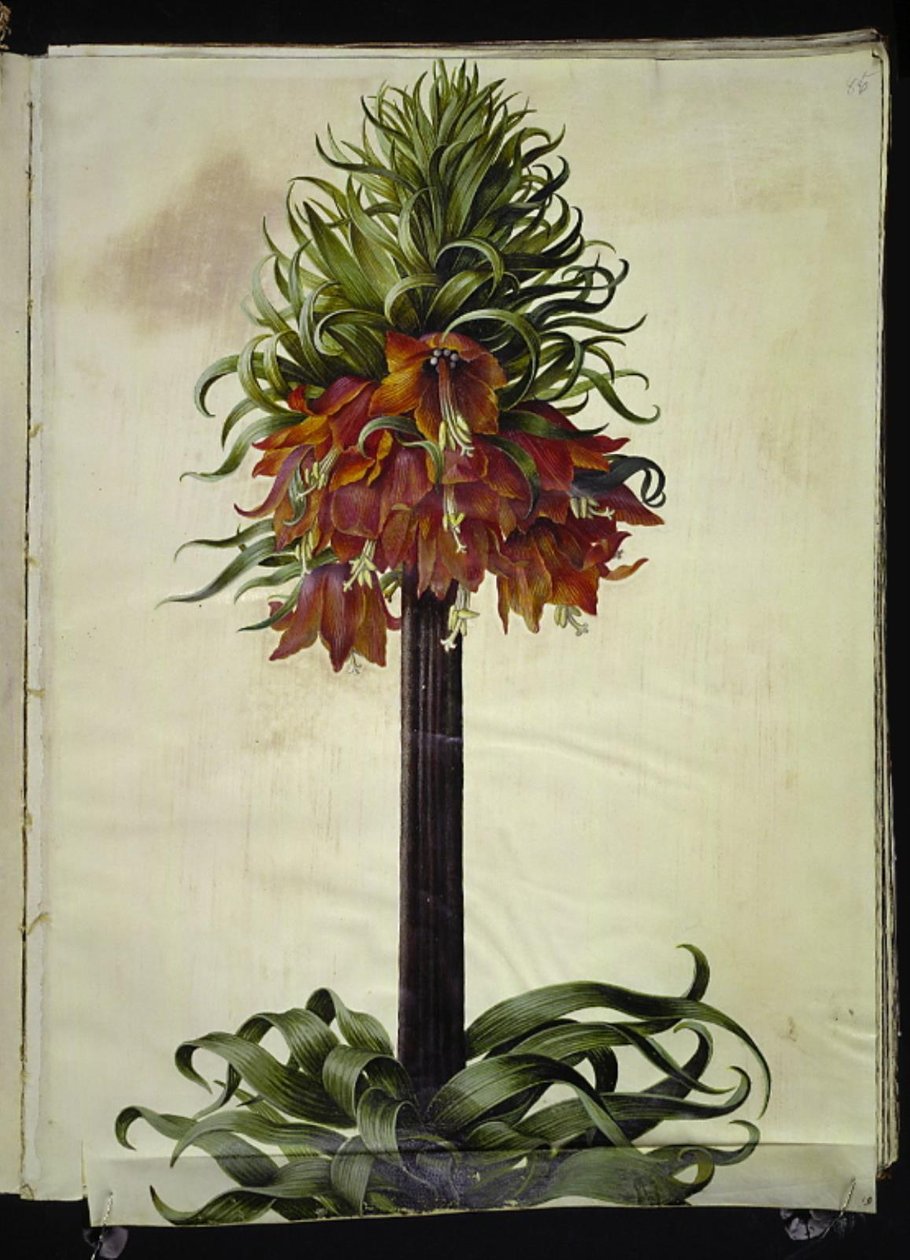 Fritillaria imperialis (クラウンエンペラー) 作： ハンス・サイモン・ホルツベッカー