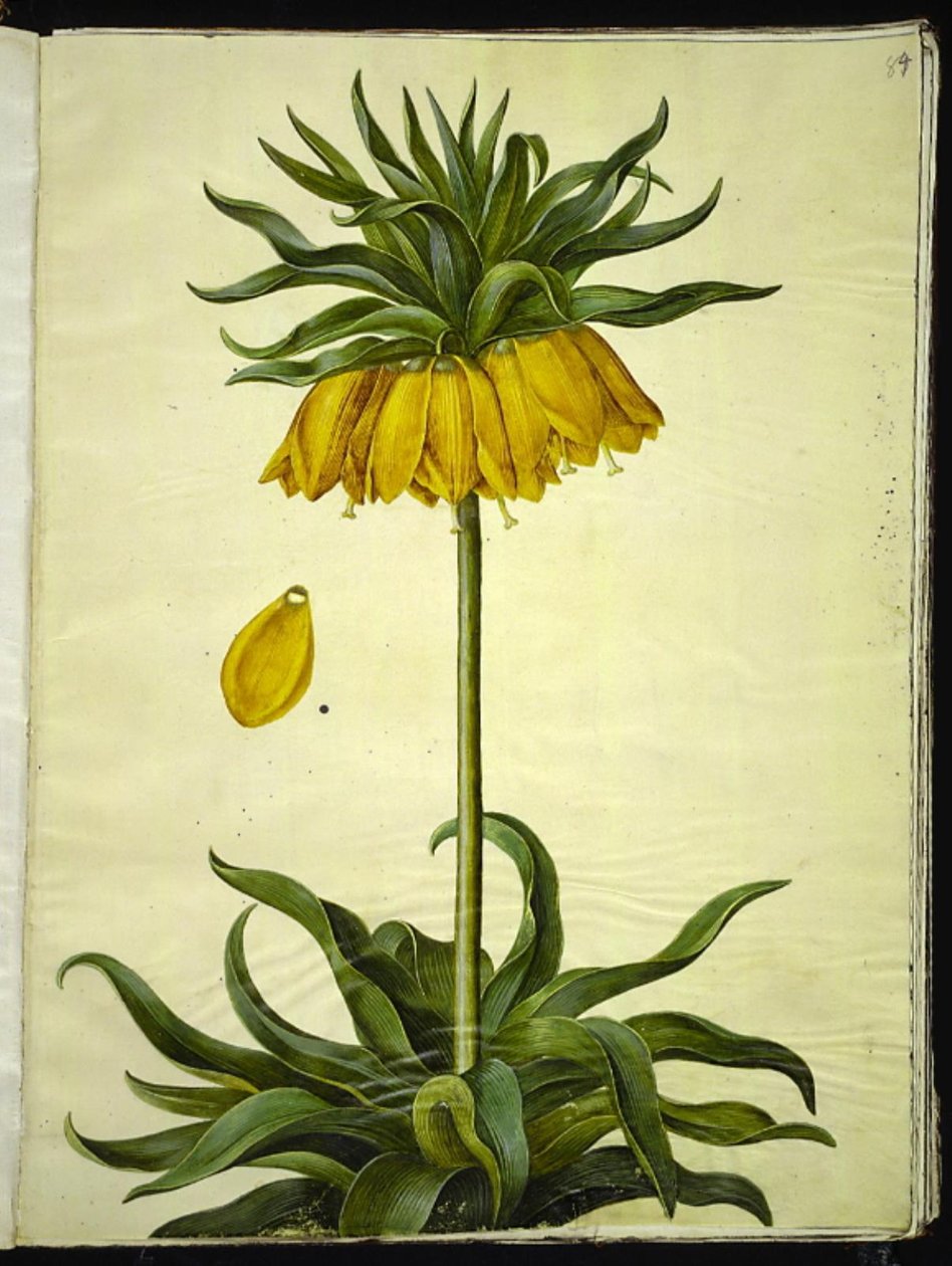 Fritillaria imperialis (クラウンエンペラー) 作： ハンス・サイモン・ホルツベッカー