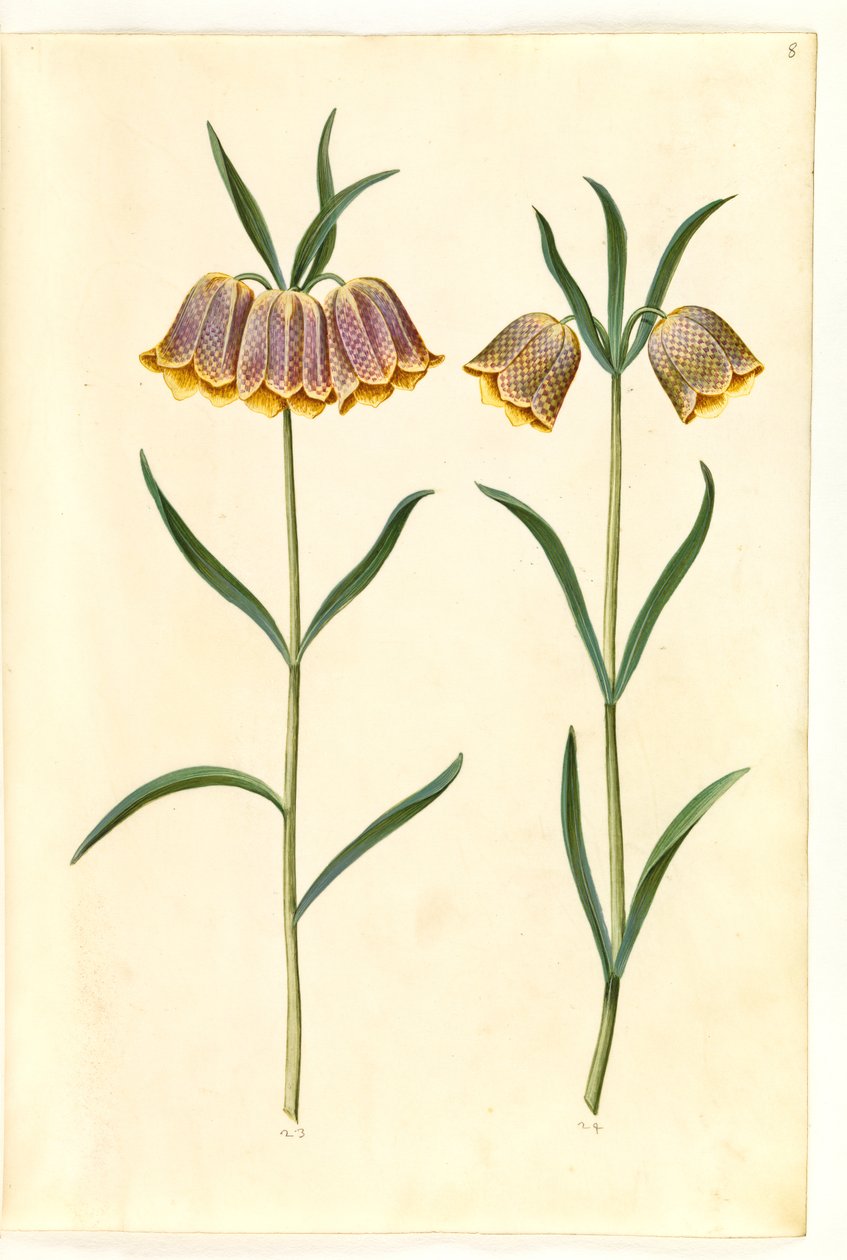 Fritillaria meleagris (マムシの卵) 作： ハンス・サイモン・ホルツベッカー
