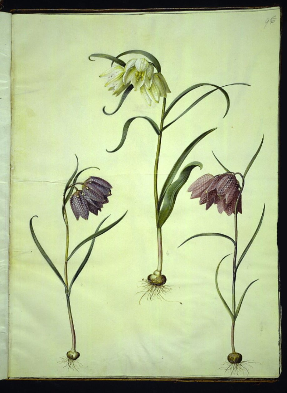 Fritillaria meleagris (マムシの卵) 作： ハンス・サイモン・ホルツベッカー