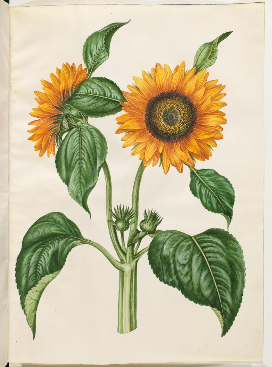 Helianthus annuus (ヒマワリ) 作： ハンス・サイモン・ホルツベッカー