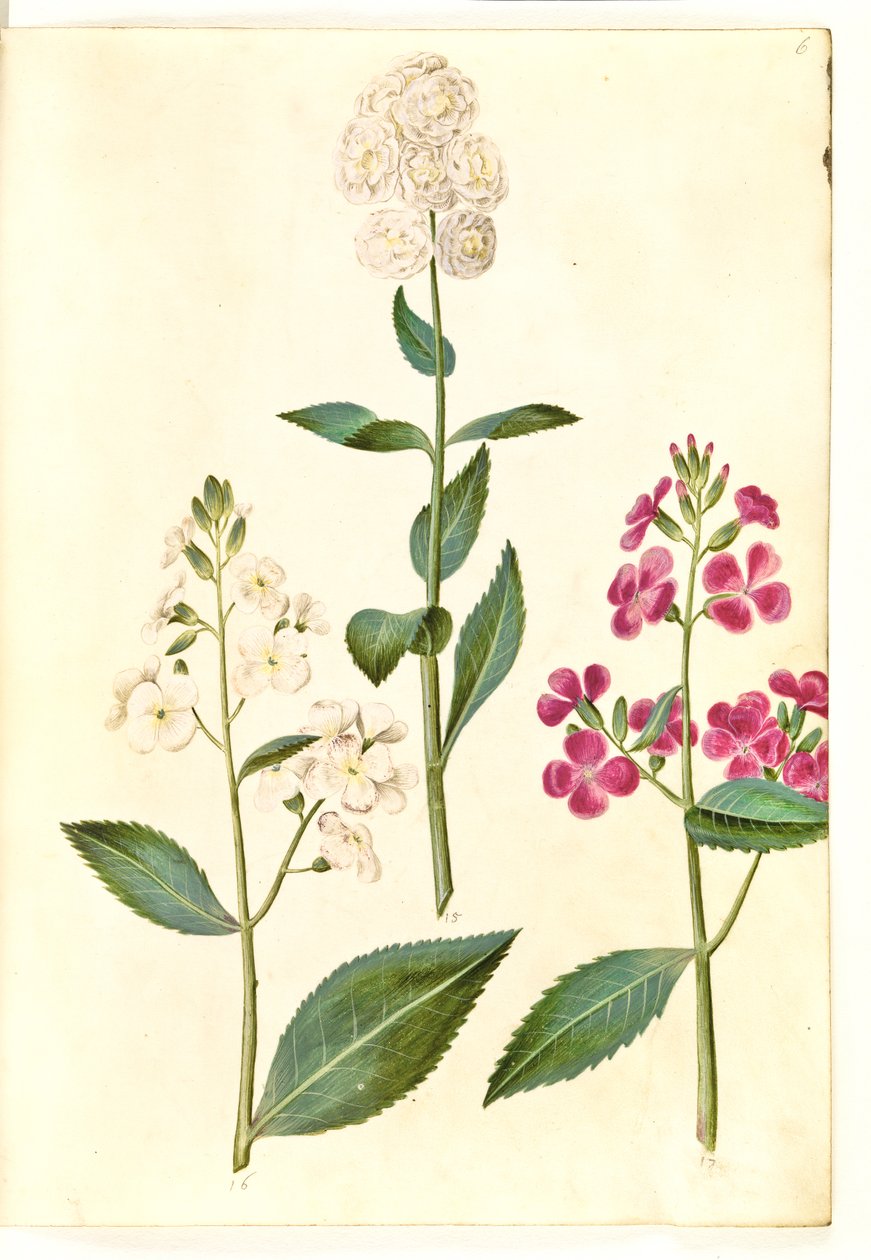 Hesperis matronalis (宵の明星) 作： ハンス・サイモン・ホルツベッカー