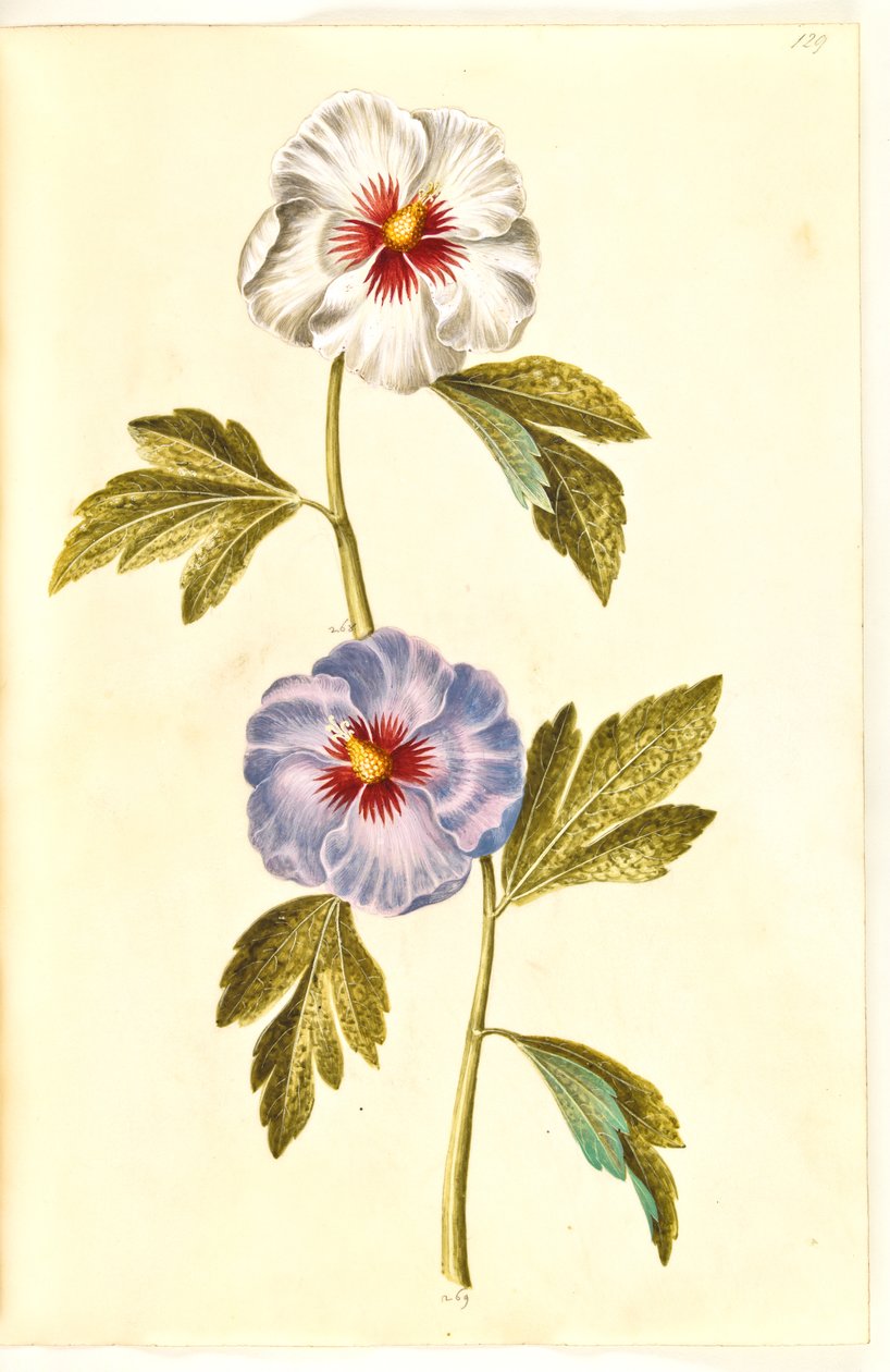 Hibiscus syriacus (シリアン ローズ) 作： ハンス・サイモン・ホルツベッカー