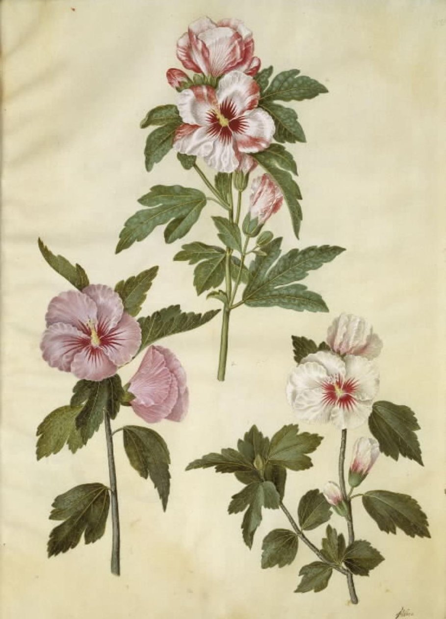 Hibiscus syriacus (シリアン ローズ) 作： ハンス・サイモン・ホルツベッカー