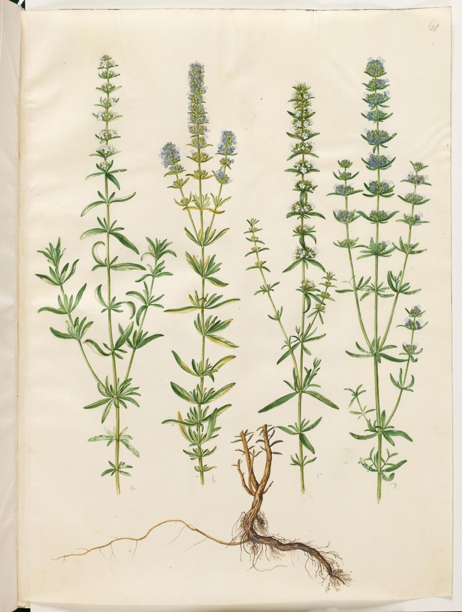 Hyssopus officinalis (真のヒソップ) 作： ハンス・サイモン・ホルツベッカー