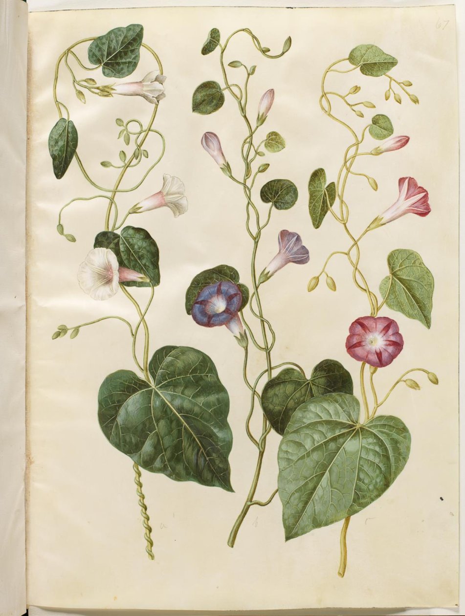 Ipomoea purpurea (purpur-pragtsnerle) 作： ハンス・サイモン・ホルツベッカー