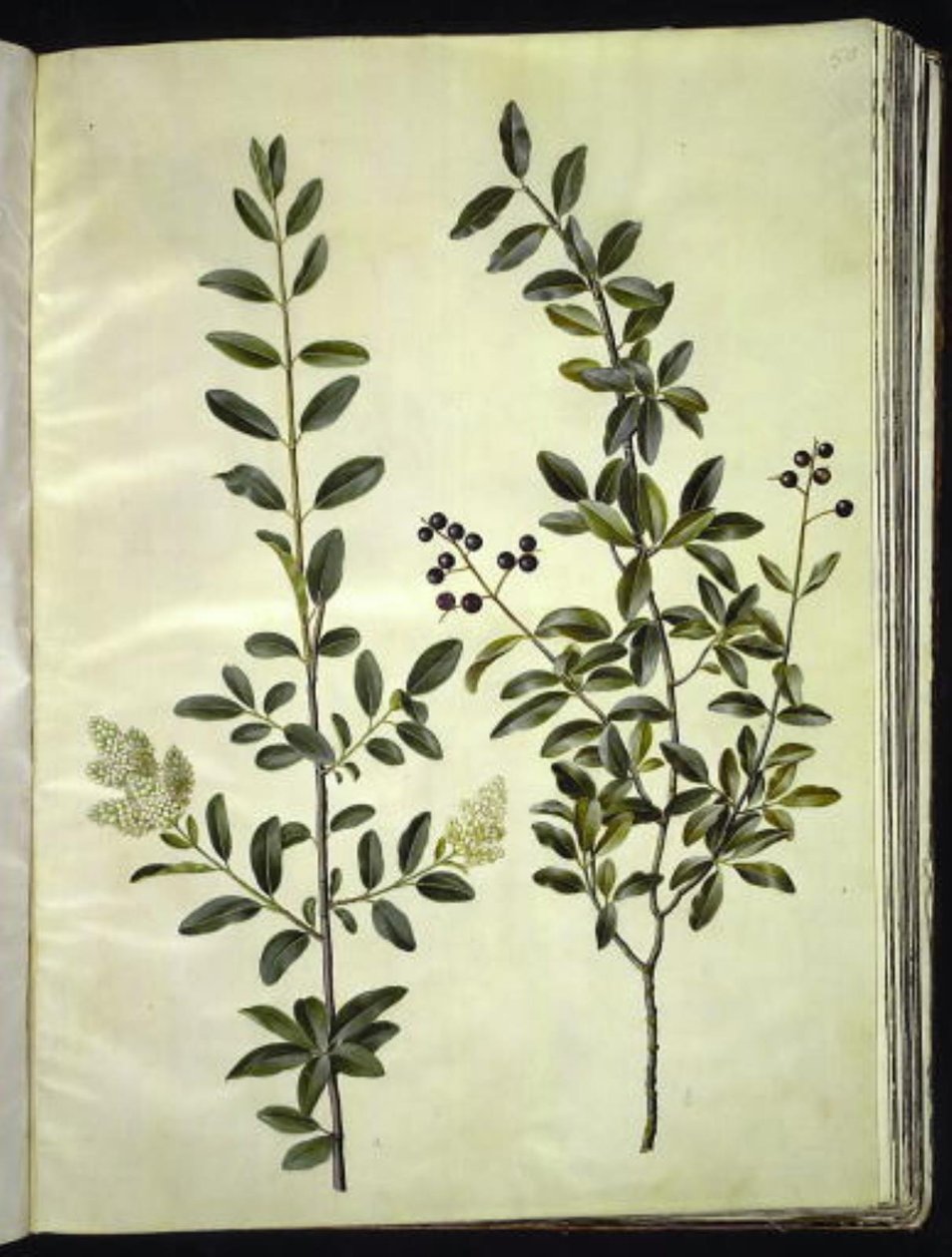 Ligustrum vulgare (一般的なイボ科) 作： ハンス・サイモン・ホルツベッカー