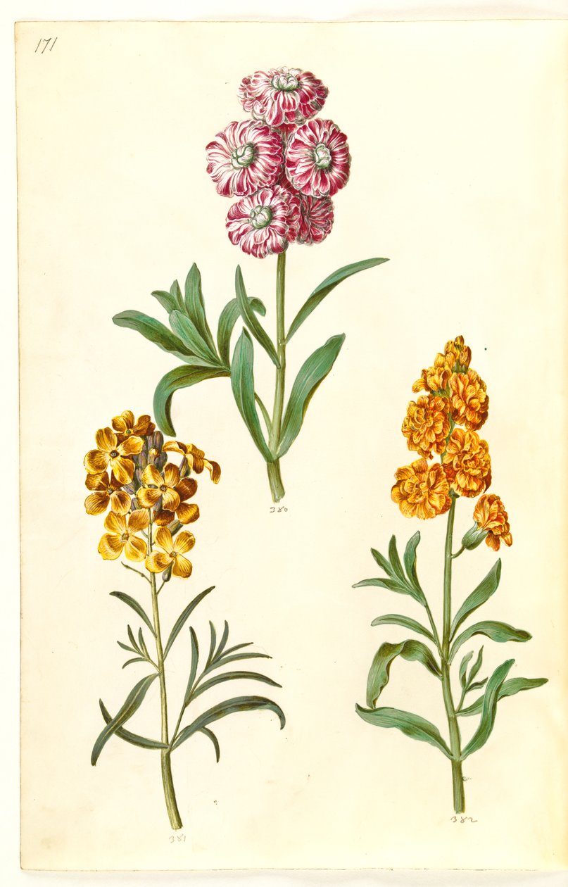 Matthiola incana (冬のカウバード); Erysimum cheiri (ゴールデン) 作： ハンス・サイモン・ホルツベッカー