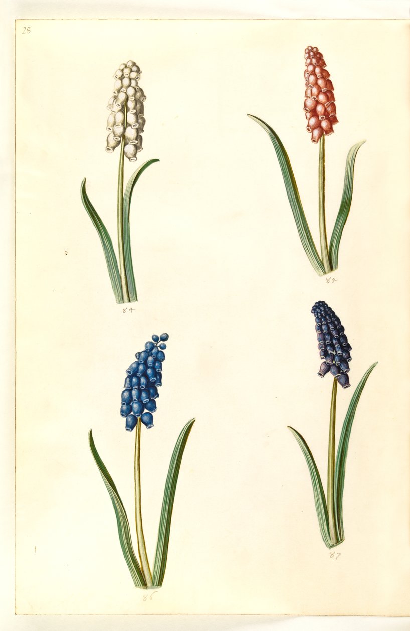 Muscari botryoides (一般的なパール ヒヤシンス) 作： ハンス・サイモン・ホルツベッカー